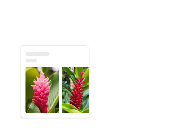 Sudut putih melengkung dari sebuah persegi mengelilingi tanaman berduri merah yang diidentifikasi sebagai jahe merah