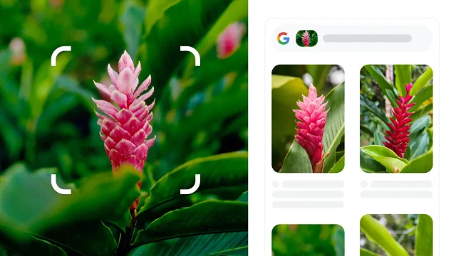 Sudut putih melengkung dari sebuah persegi mengelilingi tanaman berduri merah yang diidentifikasi sebagai jahe merah